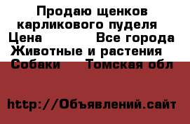 Продаю щенков карликового пуделя › Цена ­ 2 000 - Все города Животные и растения » Собаки   . Томская обл.